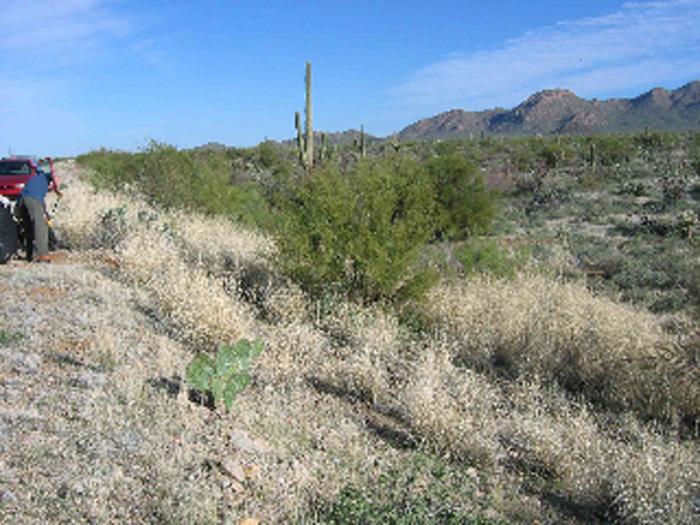 Outing aims to stamp out buffelgrass
